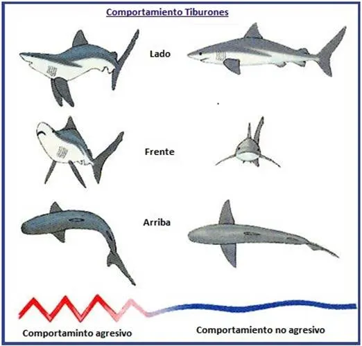 Comportamiento de los tiburones | TIBURONPEDIA