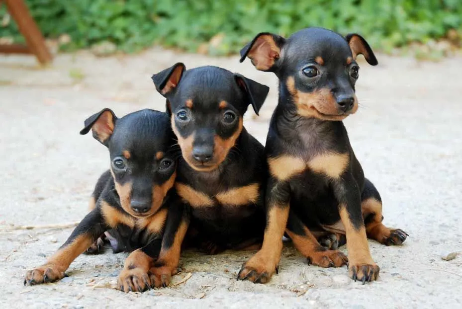 Comprar cachorros de mini pincher - Venta perros- cachorros ...