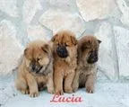 Donde Comprar Chow Chow, Precio Venta de Chow Chow, Compra-Venta ...