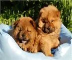 Donde Comprar Chow Chow, Precio Venta de Chow Chow, Compra-Venta ...