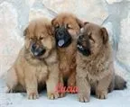 Donde Comprar Chow Chow, Precio Venta de Chow Chow, Compra-Venta ...