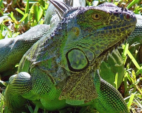 Antes de comprar una iguana verde ¡pensémoslo! (II) - Animales ...