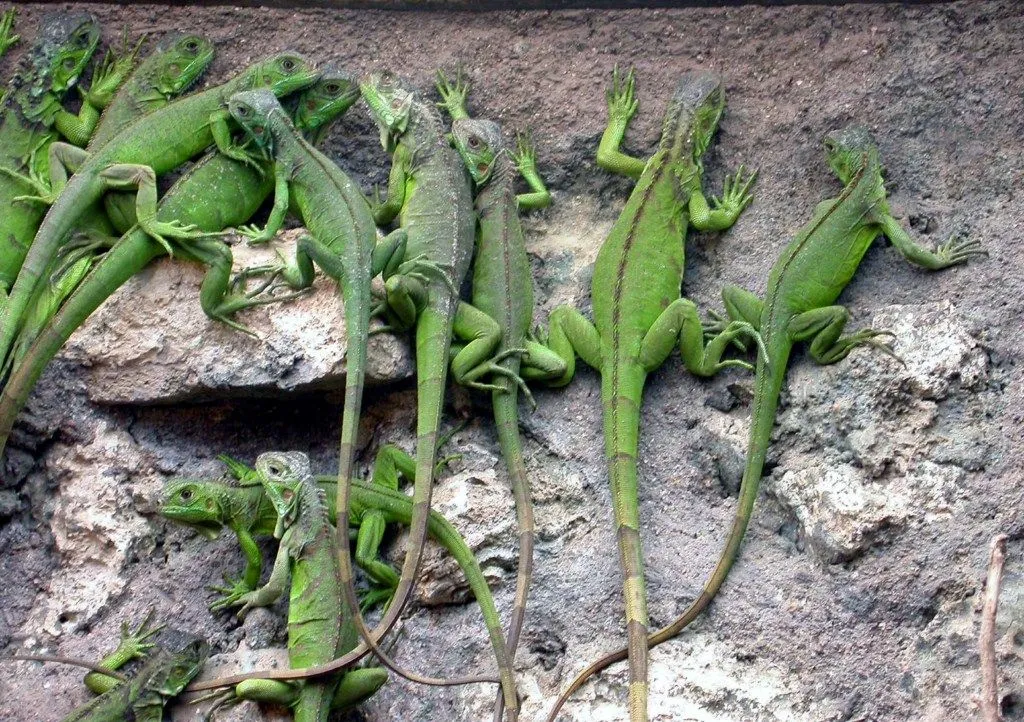 Tienes que tener en cuenta, al momento de comprar una iguana, que te ...