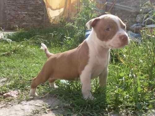 Cachorro de pitbull - Imagui