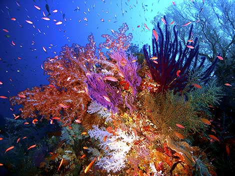 Comtú Gourmets: Los Arrecifes de Coral Podrían Desaparecer este Siglo