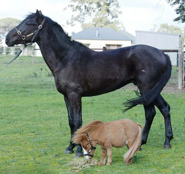 Comtú Gourmets: Caballos Miniatura