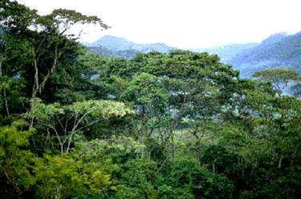 la concentracion de agua en los bosques