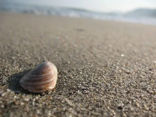 Concha do Mar / Shell - a photo on Flickriver