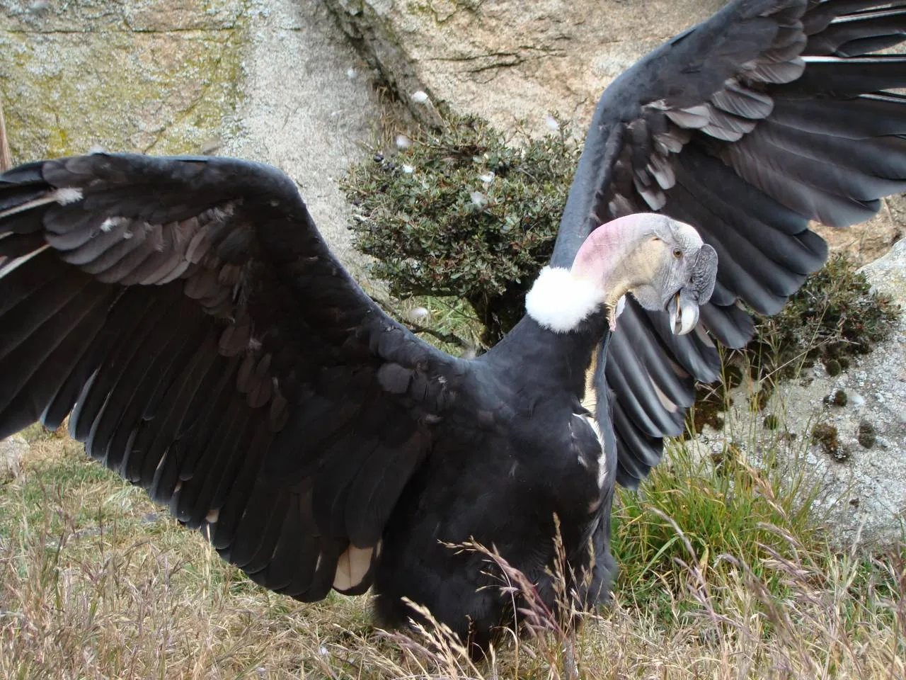 CONDOR DE LOS ANDES | animalworld30