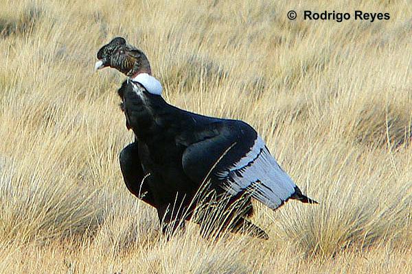 Condor de Los Andes - AVES DE CHILE