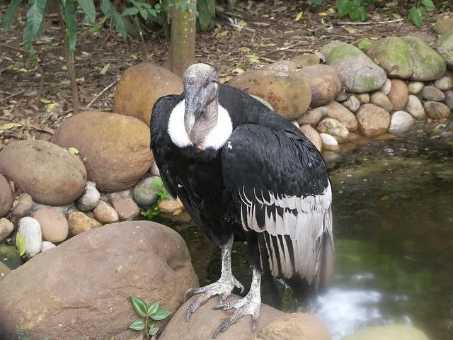 Condor de Los Andes - Piscilago, Melgar, Tolima, COLOMBIA | Flickr ...