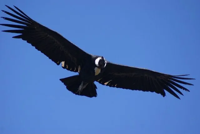 El Condor de los Andes (Vultur gryphus) | Flickr - Photo Sharing!