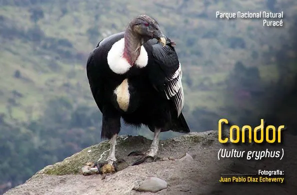 Cóndor de Los Andes (Vultur gryphus) | Flickr - Photo Sharing!