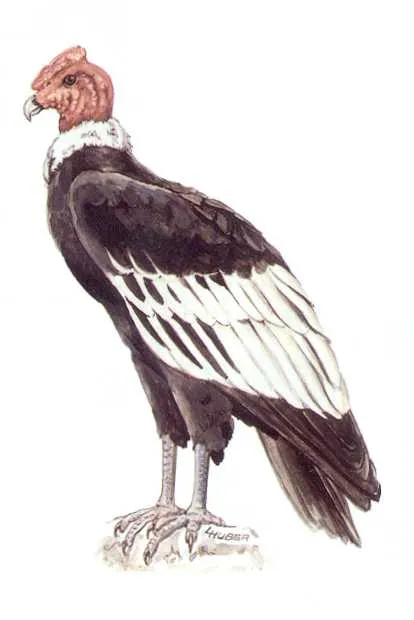 Condor animado - Imagui