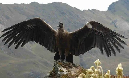Rodzprieto: Páramo de Siscunsi en Boyacá | Cóndor de los Andes ...
