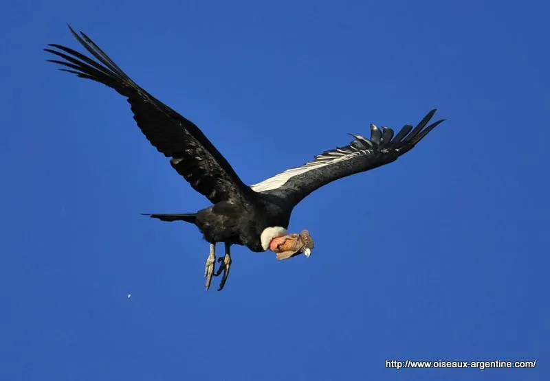 A - Condor des Andes - Album photos - Oiseaux d'Argentine