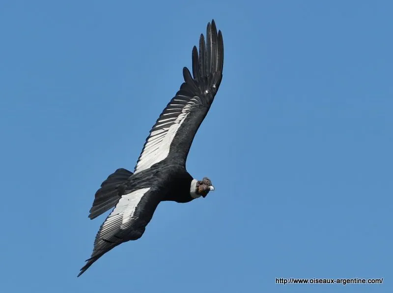 Condor des Andes (Vultur gryphus) - Oiseaux d'Argentine