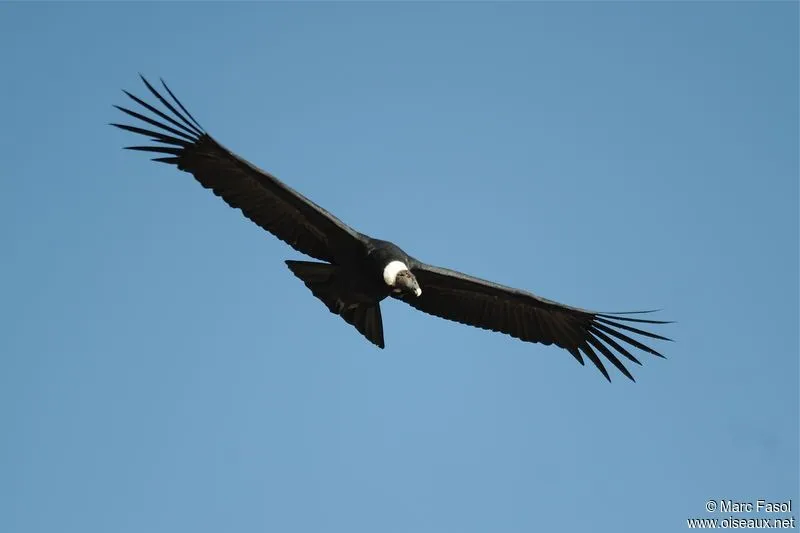 Condor des Andes - Vultur gryphus par Marc Fasol : mafa105205