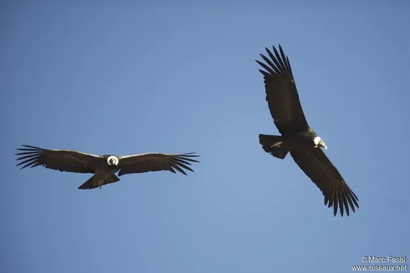 Condor des Andes - Vultur gryphus par Marc Fasol : mafa105199