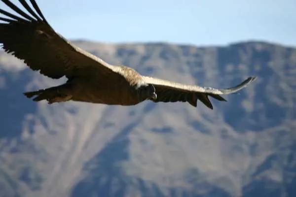 Condor des Andes. Vultur gryphus. En Images. Dinosoria