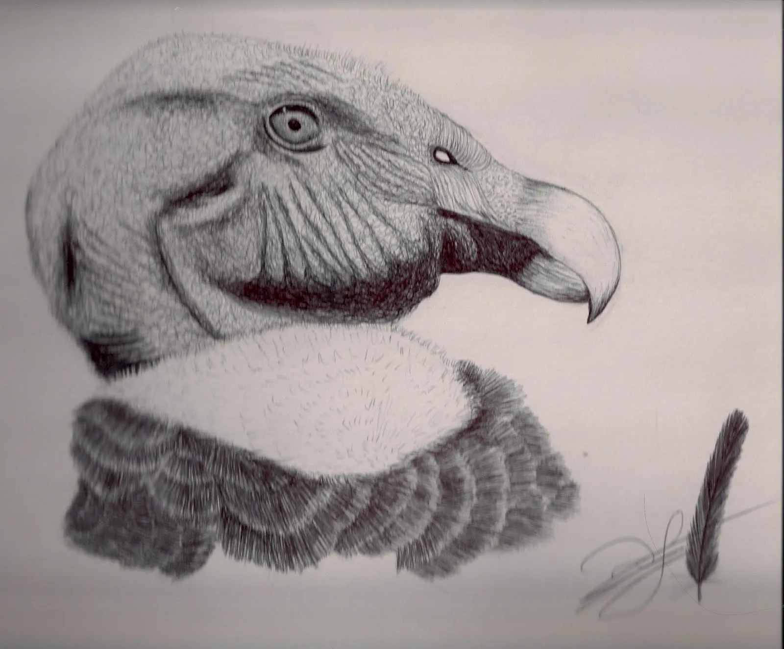 Condor Dibujo