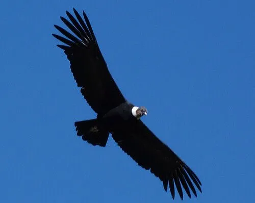 Cuando el cóndor pasa por el Cañón del Colca