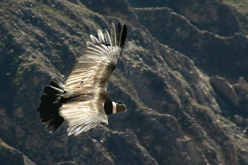 Condor! - Taringa!