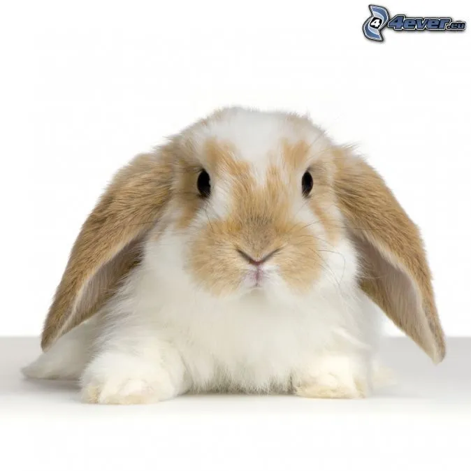 conejito-179731.jpg