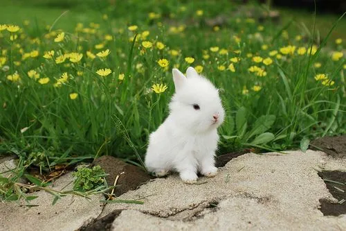 Conejitos♥ - Taringa!