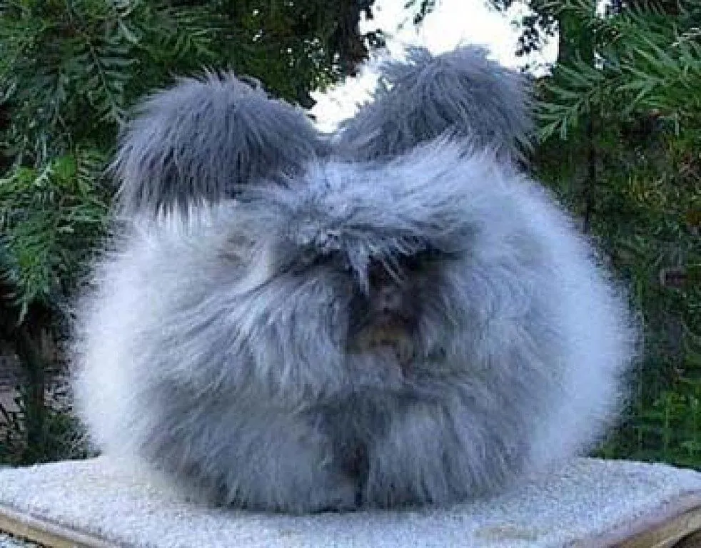 donde conseguir un CONEJO ANGORA INGLES | Cuidar de tu mascota es ...