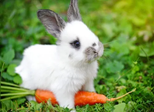 Puede un conejo comer zanahoria? - Mis animales