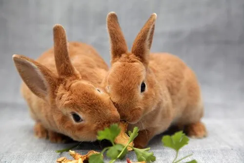 Puede un conejo comer zanahoria? - Mis animales