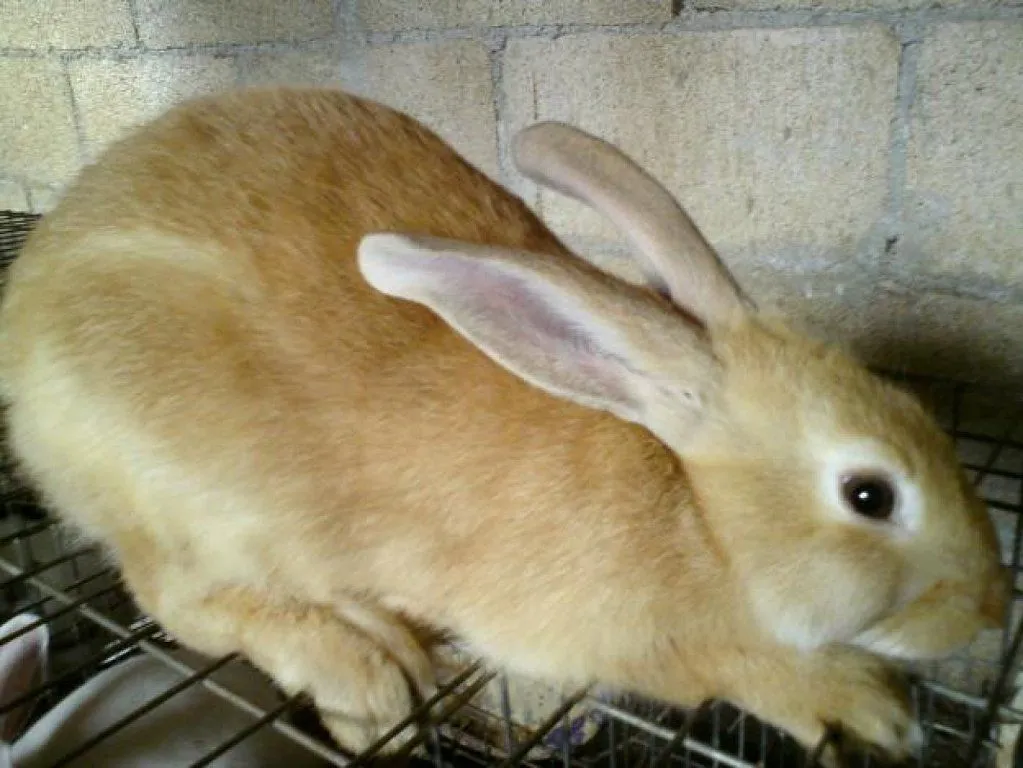 conejo feliz | Cuidar de tu mascota es facilisimo.