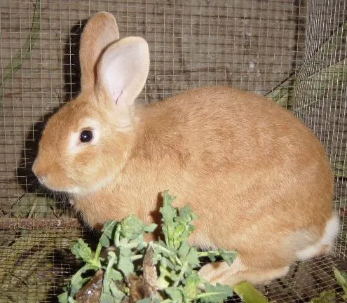 conejo, una mascota ideal…