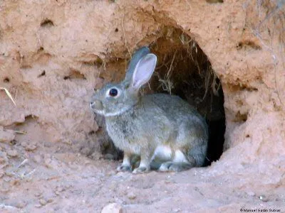 El conejo no es un roedor | Santa Biología