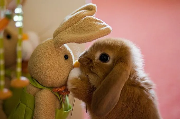 Conejo Tierno con Peluche - Imagenes de Animales Graciosos, Videos ...