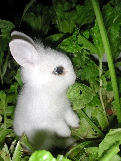 Conejos bebés tiernos blancos - Imagui