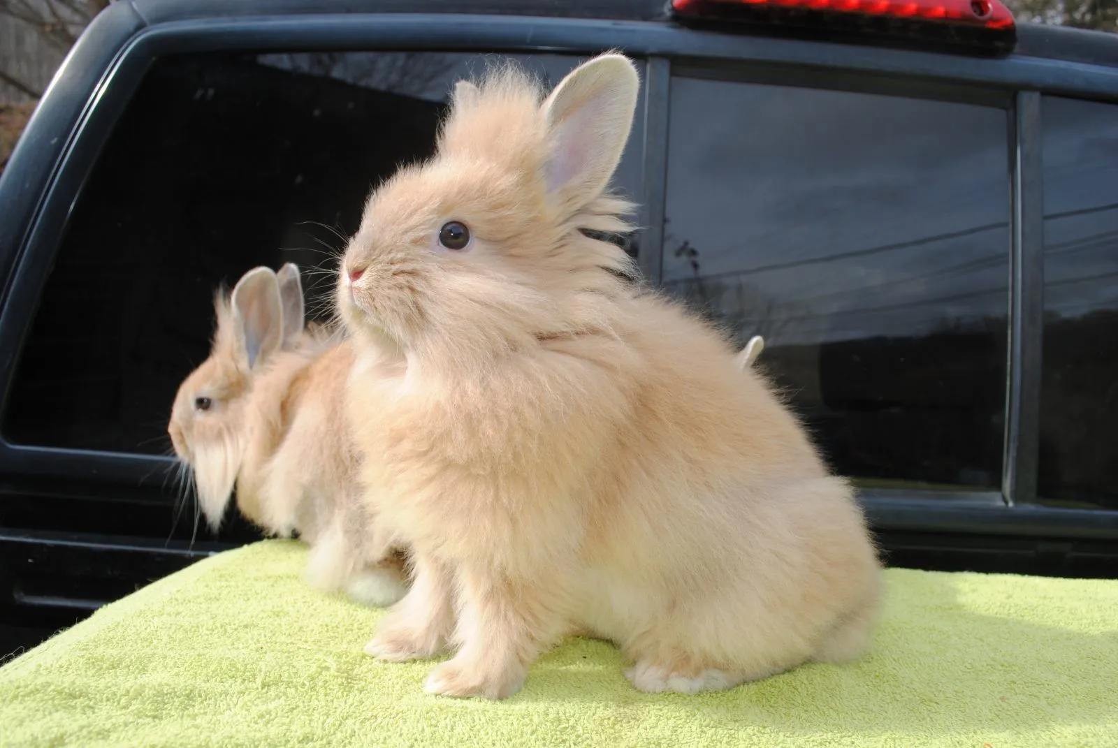 Conejos Lionhead