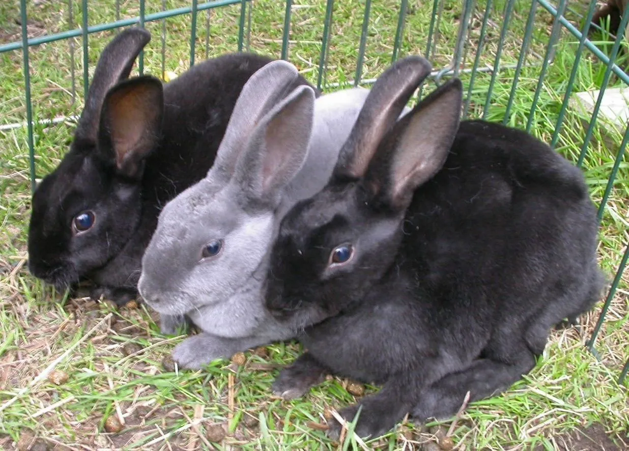 Conejos Mini Rex blancos y negros :: Imágenes y fotos