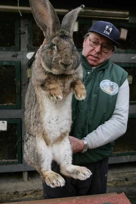 los conejos mas grandes del mundo ente otros animales - Taringa!