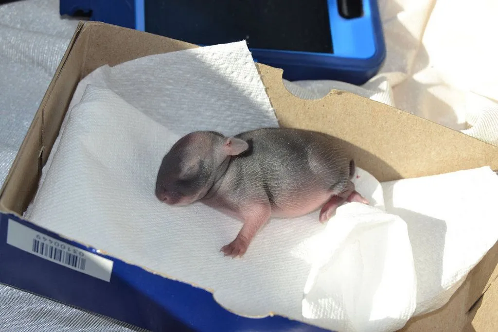 conejos recien nacidos | Cuidar de tu mascota es facilisimo.