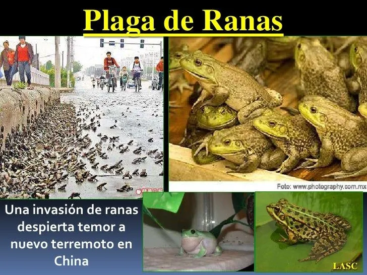 CONF. EXODO 8:1-32. (EX. No. 8). LAS PLAGAS DE RANAS, PIOJOS Y MOSCAS…