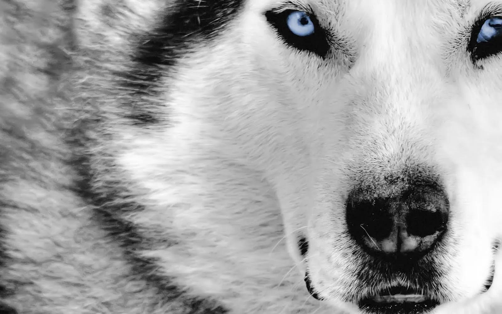 Husky siberiano cachorro wallpaper - Imagui