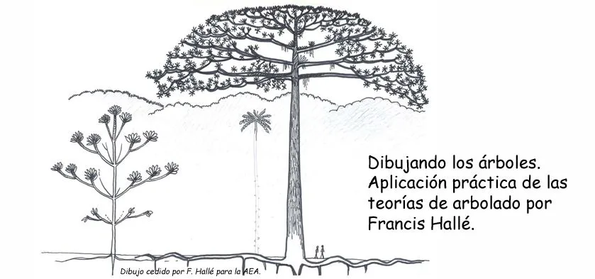 Congreso Anual de Arboricultura. AEA.: Dibujando los árboles por ...