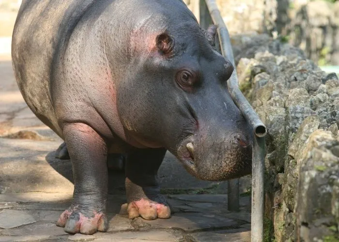 Conheça os animais do zoológico de São Paulo - BOL Fotos