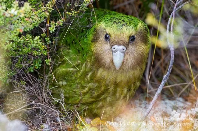 Conheça o maior Papagaio do mundo (Kakapo/Parrot Kakapo ...