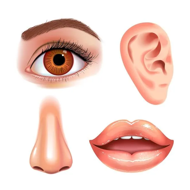 Conjunto de hermosos ojos femeninos, nariz, orejas y boca brillante con  labios brillantes. | Vector Premium