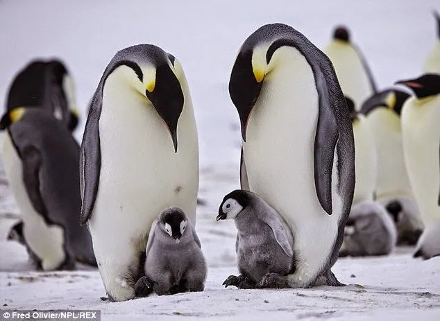 Conmovedor: Pingüinos bebés se agrupan y sus padres forman una ...