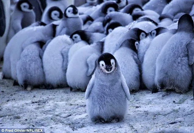 Conmovedor: Pingüinos bebés se agrupan y sus padres forman una ...