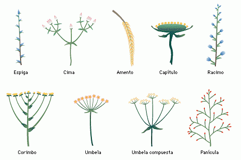 Conoblog: Tipos de flores. Inflorescencias.